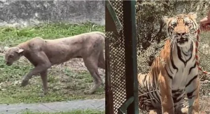 Diputados exigen medidas urgentes ante incremento de fauna silvestre en zonas urbanas de Nuevo León