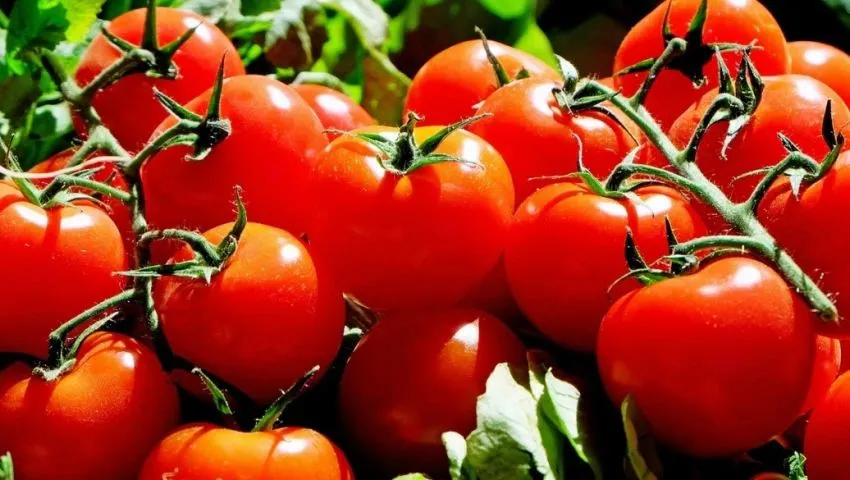 Trump va contra el tomate mexicano: EU impondrá arancel del 20.91%