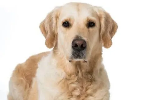 Invitan en Torreón al “Croquetón” para apoyar a perros de Control Canino