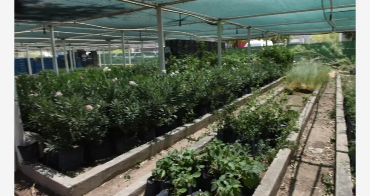 Tras éxito de “Adopta tu árbol”, Torreón pausa temporalmente la entrega de ejemplares