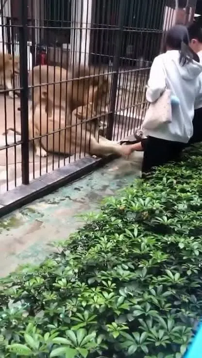Leona ataca a niña de 10 años en zoológico de China