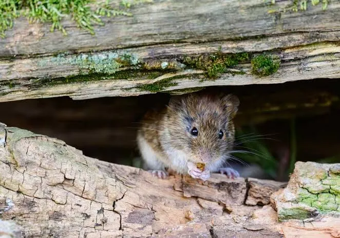 Alerta en Chile: 39 contagios de hantavirus y letalidad se dispara en 2026