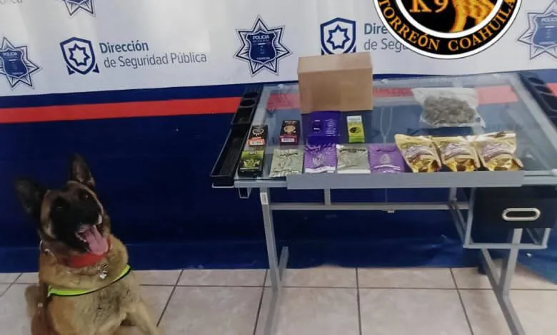 Asegura Unidad Canina K9 presunta droga en empresa de mensajería en Torreón