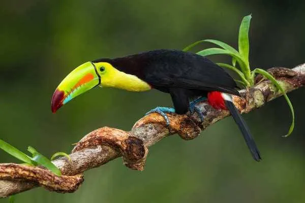 Aves tropicales han disminuido hasta 38% desde 1980 por olas de calor vinculadas al cambio climático