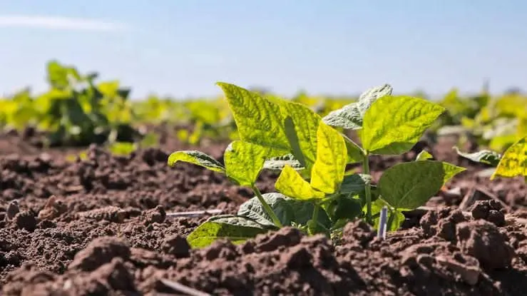 Proyecto de Siembra de frijol en La Laguna avanza con 200 productores inscritos