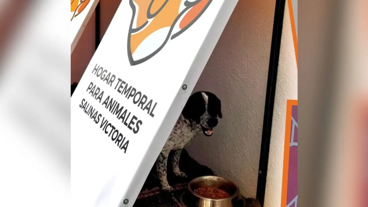 Refuerzan apoyo a animales en situación de calle ante frío extremo en Salinas Victoria