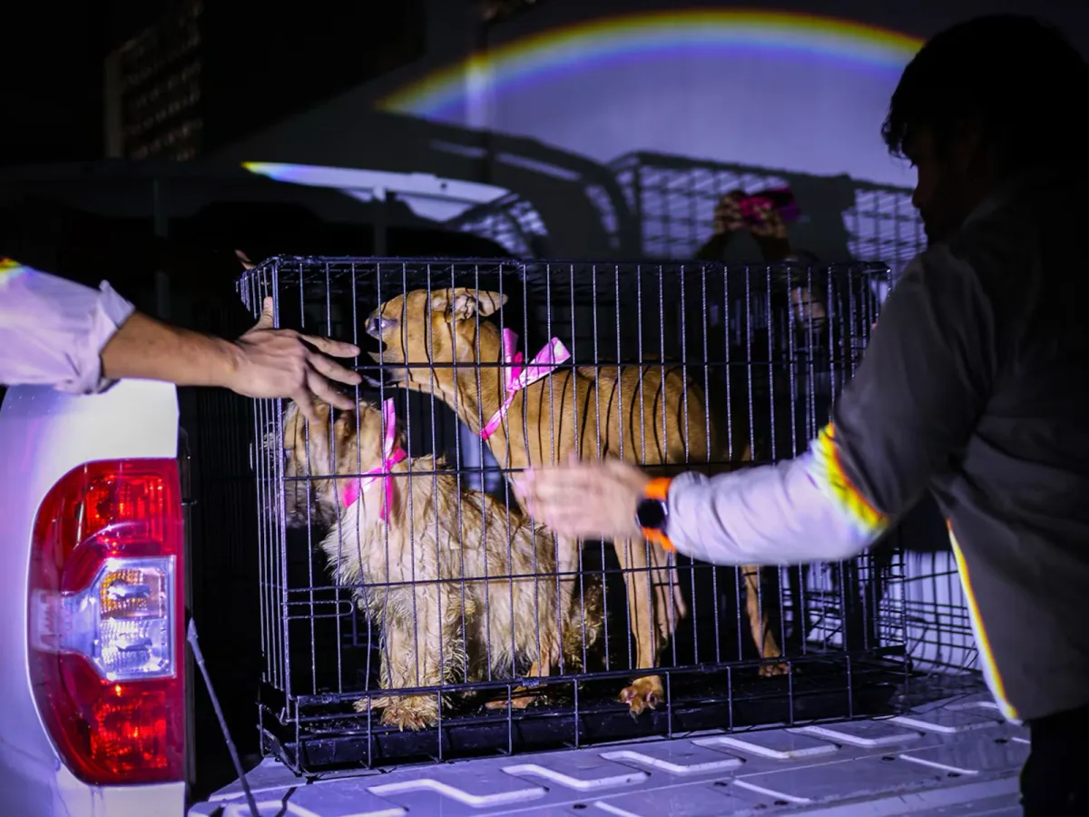 Llega a presidencia el caso de presunto maltrato animal en Santa Catarina