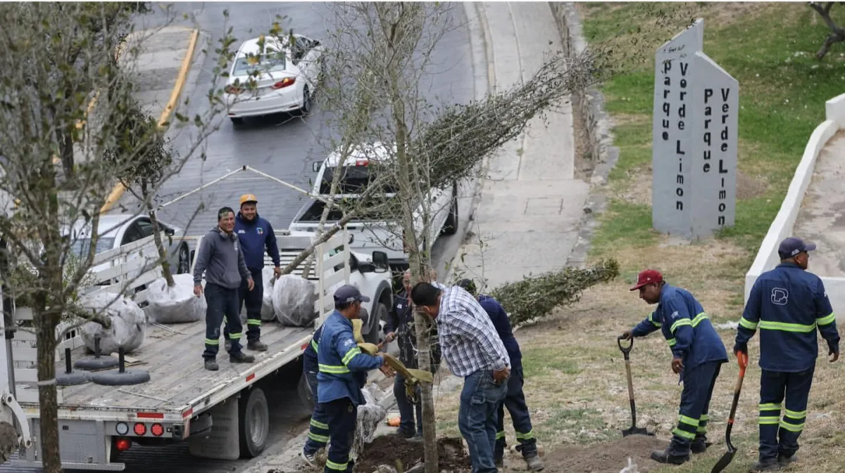 Refuerzan áreas verdes en San Pedro con jornada de arborización