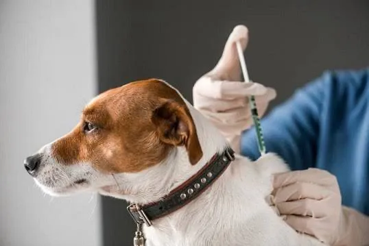 Realizan atenciones gratuitas para las mascotas en colonias de Saltillo