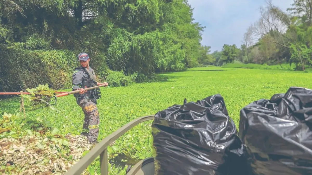Piden apoyo ciudadano para acelerar retiro de plaga en río que abastece a La Boca