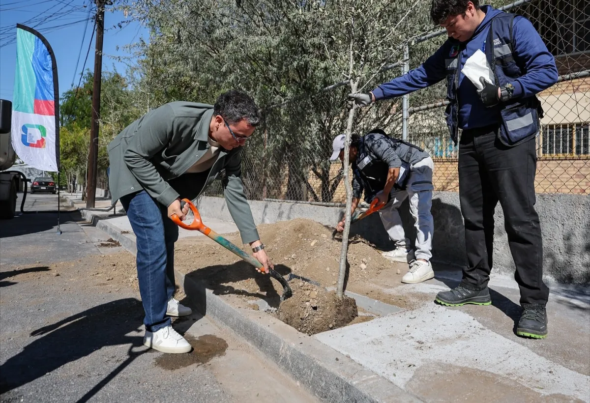 San Pedro impulsa la arborización con nuevas plantaciones de encinos en la colonia Los Sauces
