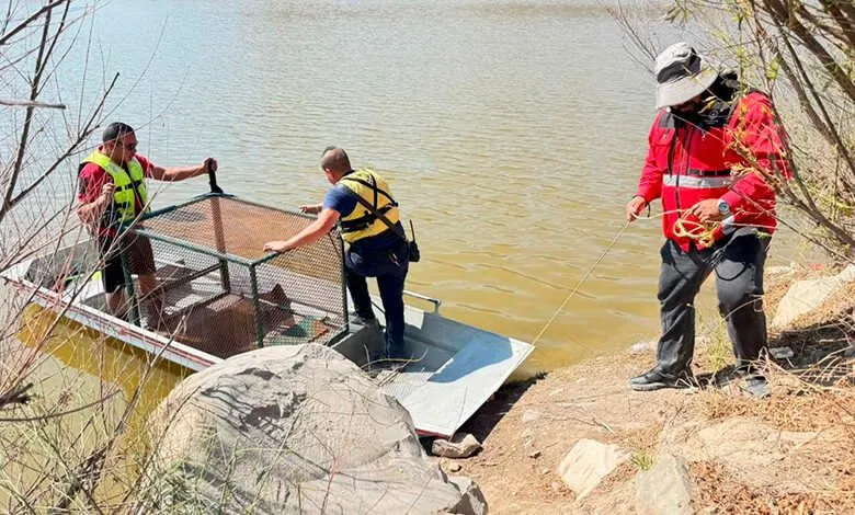 Continúa la búsqueda: cocodrilos siguen sin ser capturados en Palo Blanco
