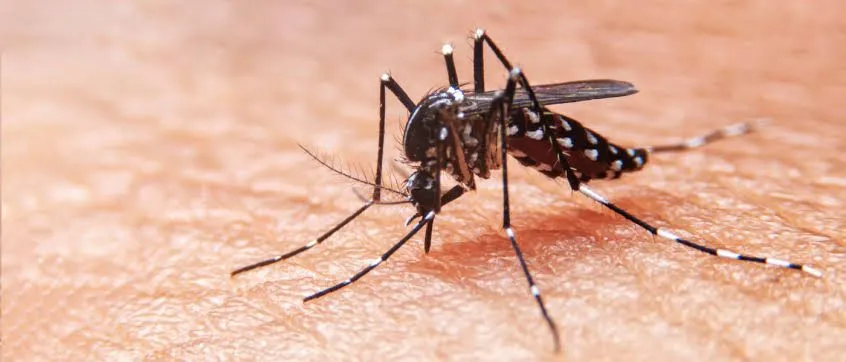 Confirman primera muerte por dengue en Nuevo León en 2025