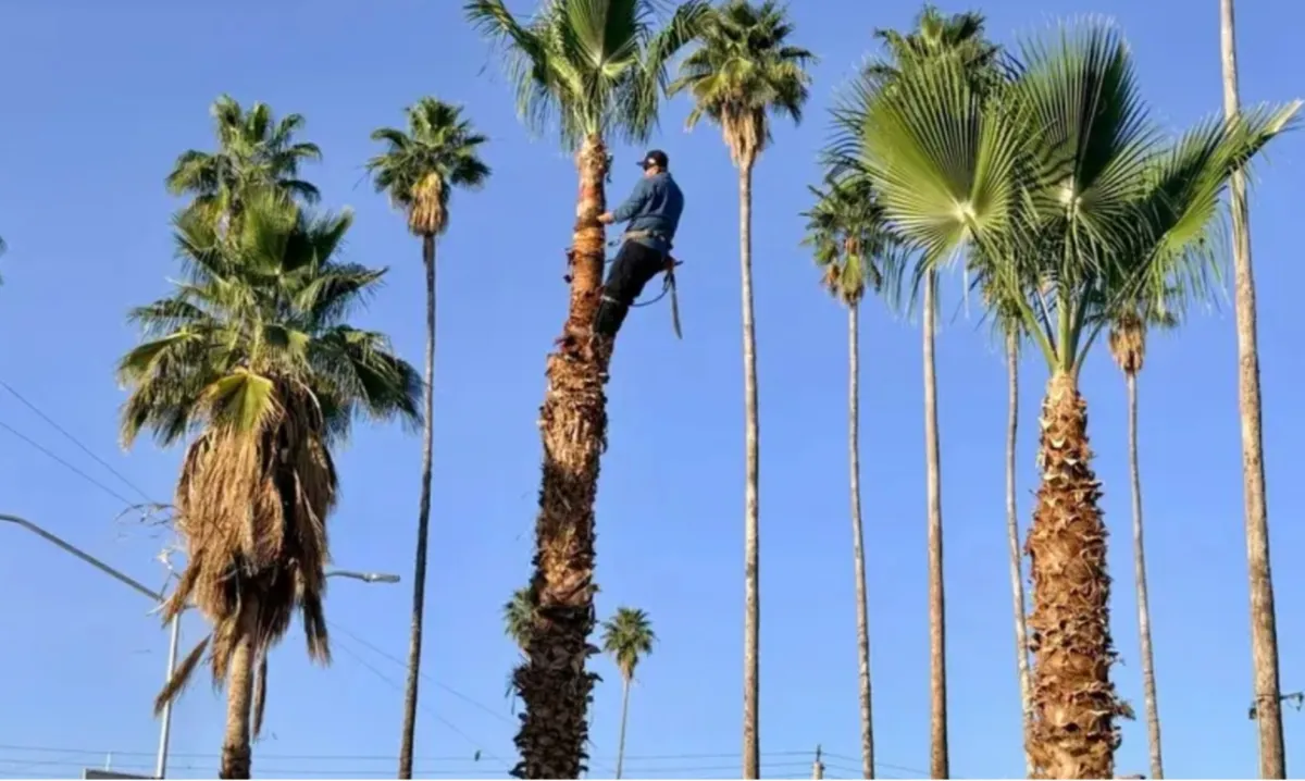 Torreón refuerza mantenimiento de palmas para prevenir riesgos y conservar áreas verdes