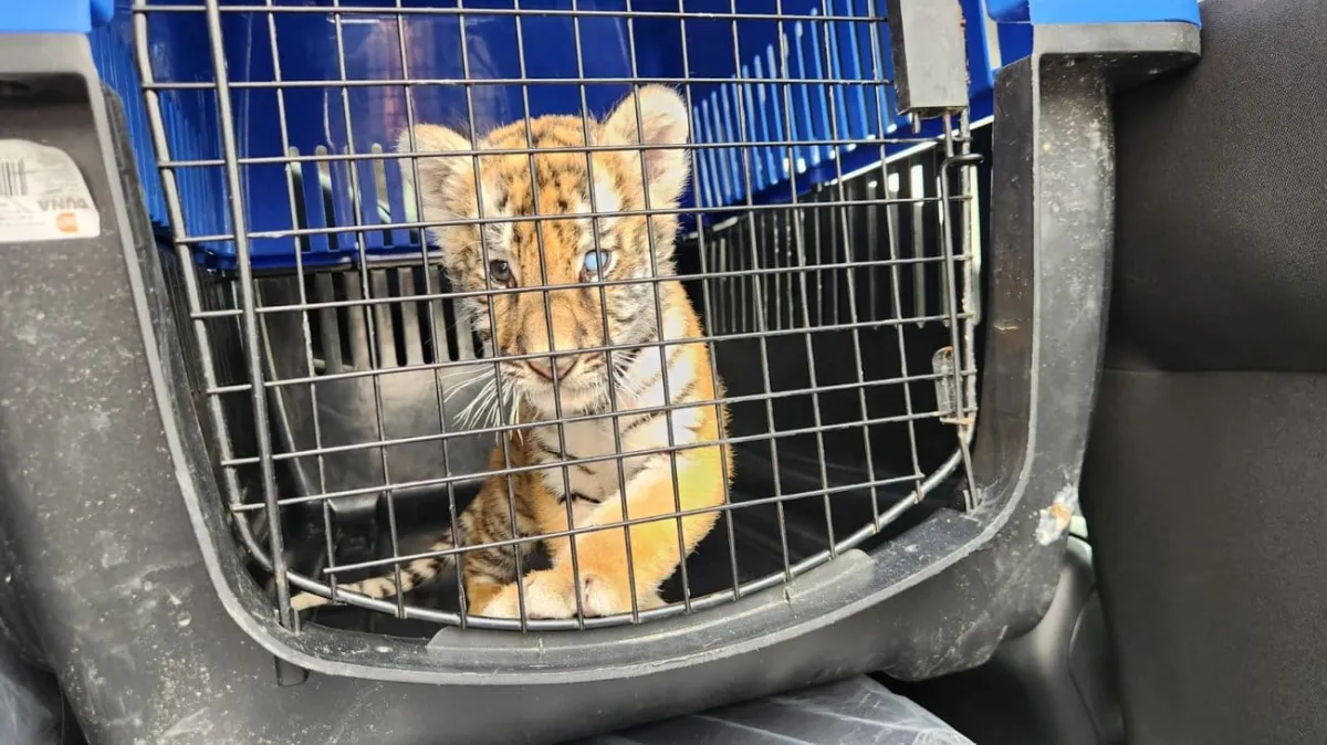 Tigre cachorro es hallado en operativo contra acumulación de llantas en Escobedo