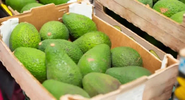 Estados Unidos reanuda inspecciones de aguacate en Michoacán