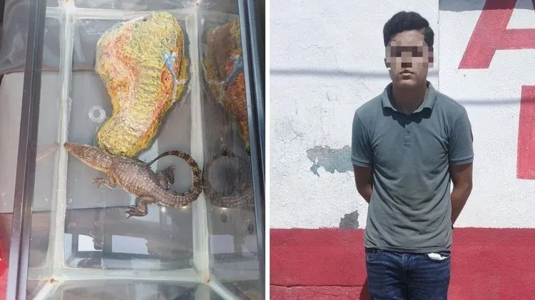 Cae en Guadalupe presunto traficante de cocodrilo Moreletii protegido por la ley