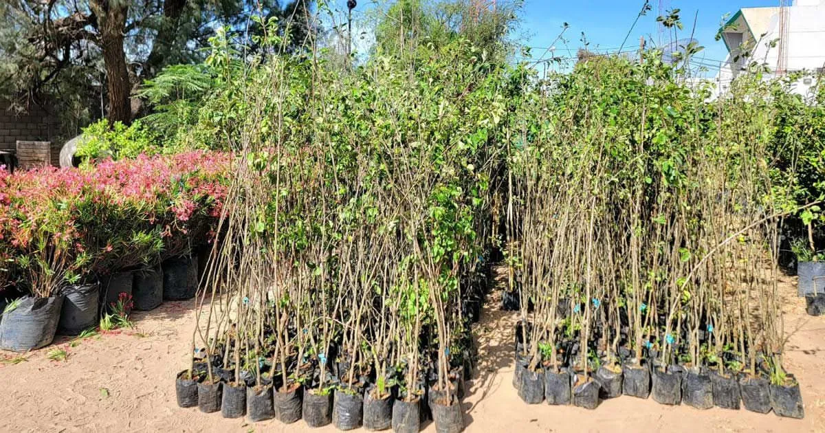 Invitan en Torreón a adoptar árboles y reforestar la ciudad