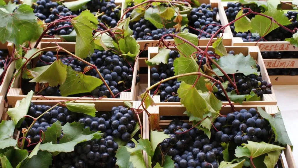 Buscan declarar la Feria de la Uva y el Vino de Parras patrimonio cultural de Coahuila