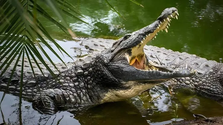 Veracruz investiga presunto robo de cocodrilo en zoológico