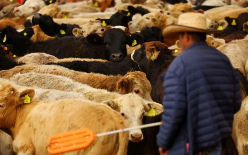 Estados Unidos suspende por 15 días la importación de ganado mexicano debido al gusano barrenador