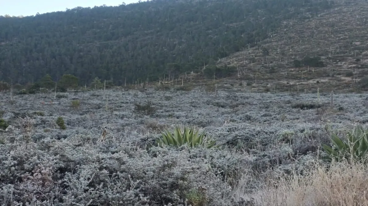 Temperaturas bajo cero sorprenden a Galeana con paisaje cubierto de hielo