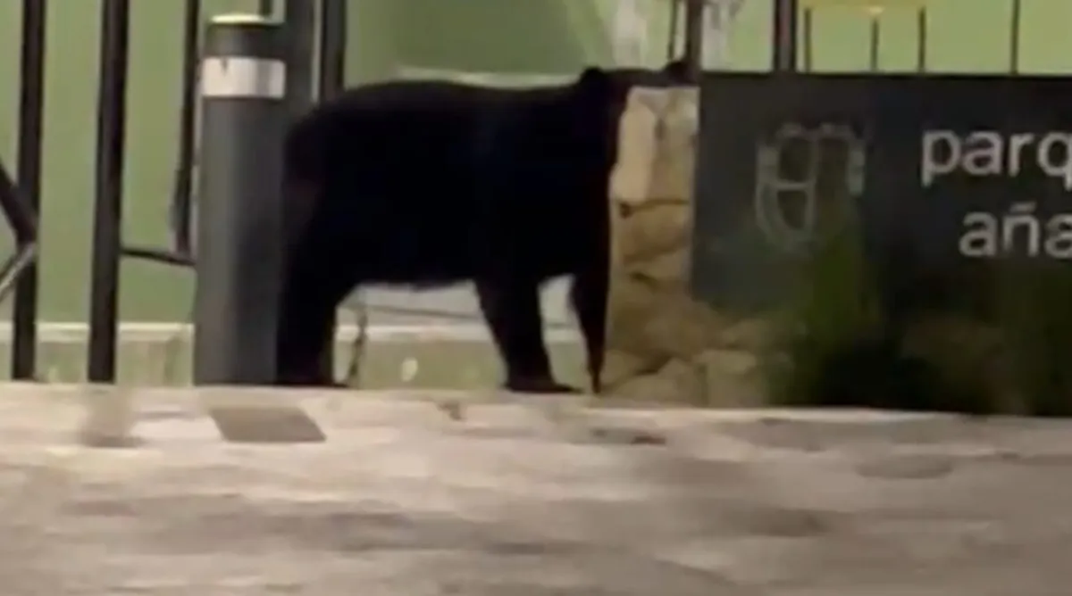 Alertan por avistamientos de osos en distintos sectores de San Pedro