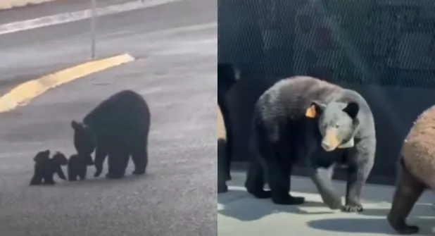Alertan por avistamiento de osos en Valle Alto; piden evitar interacción