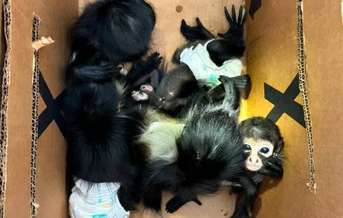 Rescatan a 5 monos araña y 4 aves sietecolores en Nuevo León; estaban encerrados en cajas