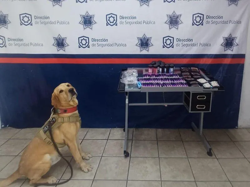 Unidad Canina de Torreón asegura drogas y productos con cannabis en empresas de paquetería