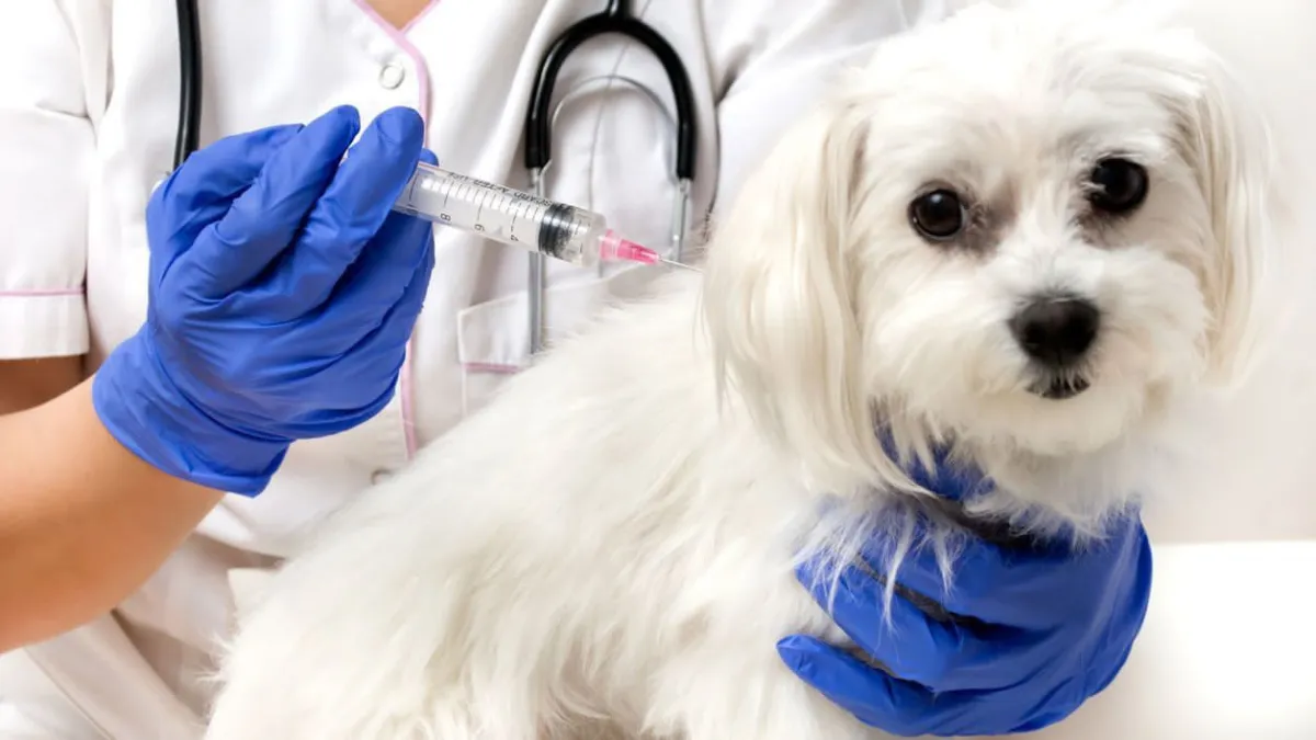 Torreón implementa campaña permanente de vacunación antirrábica gratuita para mascotas