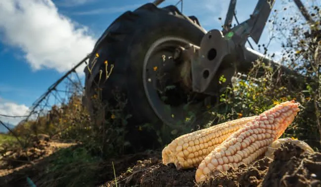 Productores de maíz reciben incentivo del ciclo Primavera–Verano 2025