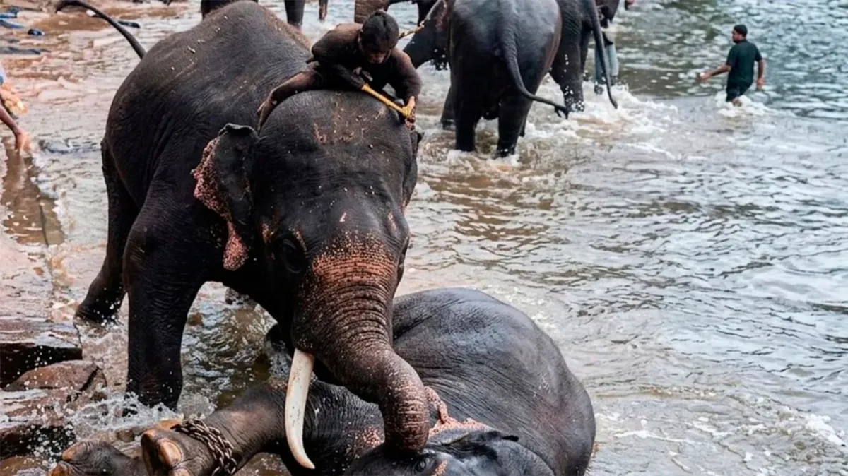 Turista muere aplastada tras quedar atrapada en pelea de elefantes dentro de santuario en India