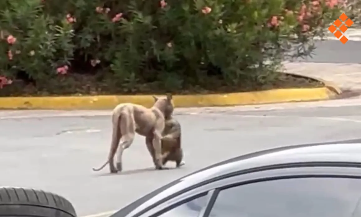 Captan a puma cazando a un gato en plena zona residencial de Monterrey