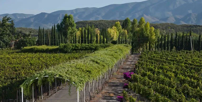 Viñedos de Coahuila buscan conquistar Texas y concretan alianza con productores de Austin