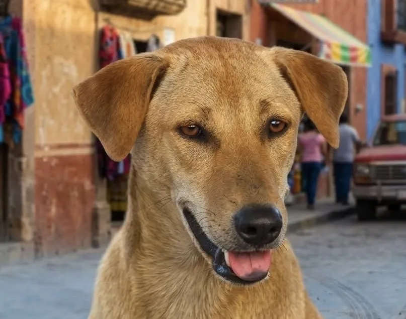 El “perro caramelo” ya es reconocido como raza mexicana y conquista a todos
