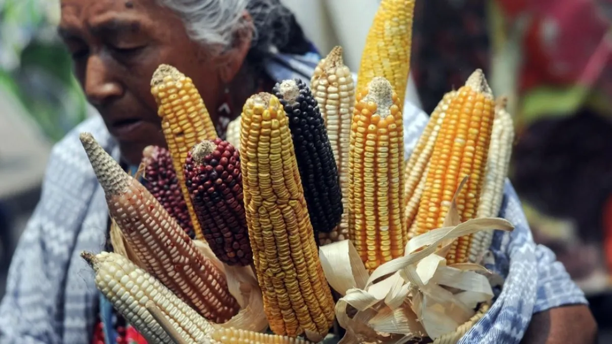 Agricultores anuncian bloqueos masivos en Guanajuato ante crisis por el precio del maíz