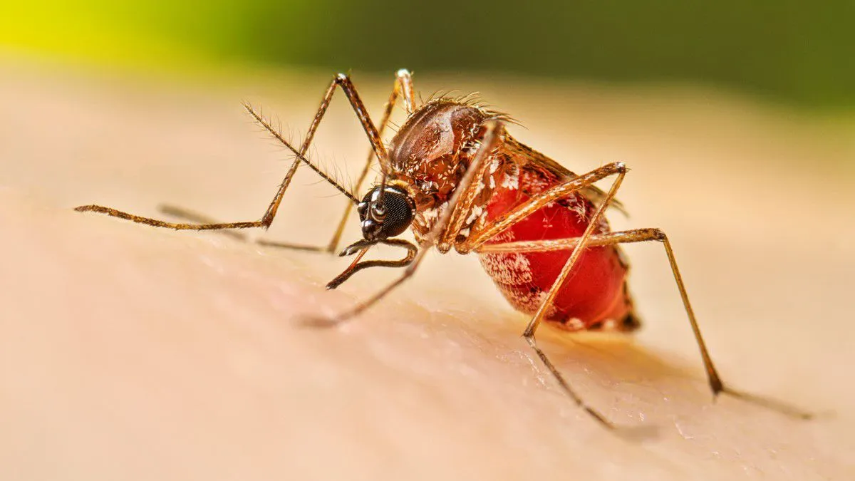 Coahuila reporta 65 casos de dengue en 2025; Torreón registra 4