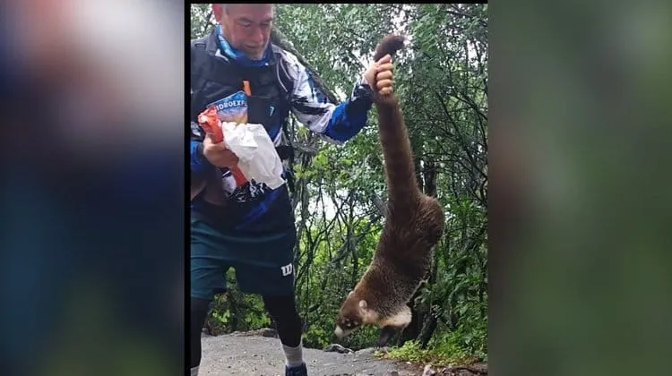 Exhiben presunto maltrato a coatíes durante excursiones en Nuevo León