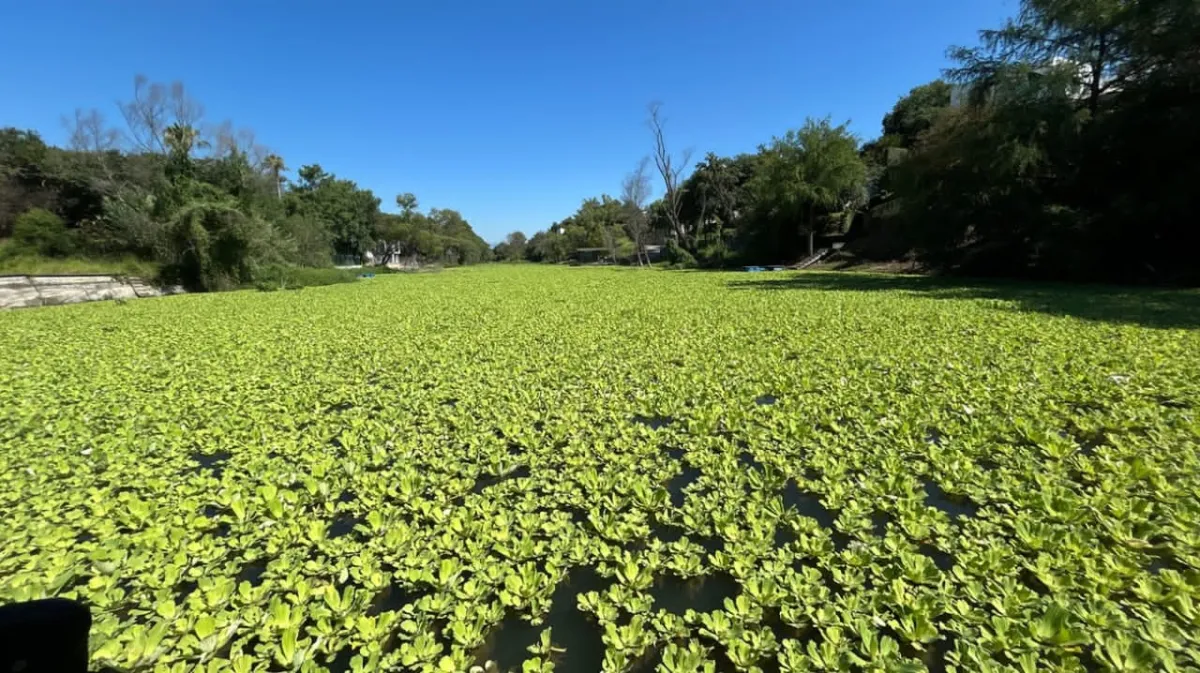 Más de 150 toneladas de lechuguilla acuática han sido retiradas de la Presa La Boca