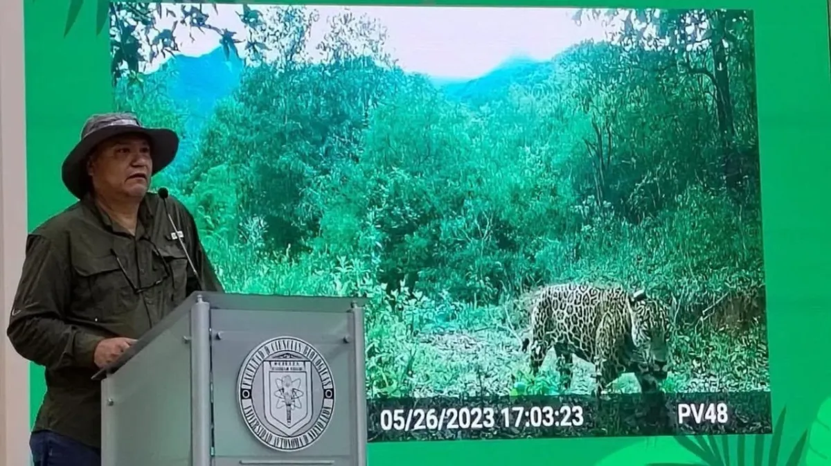 Refuerzan conservación del jaguar con monitoreo y protección de corredores en Nuevo León