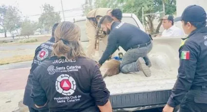 Rescatan a joven venado vagando en predio industrial de Santa Catarina