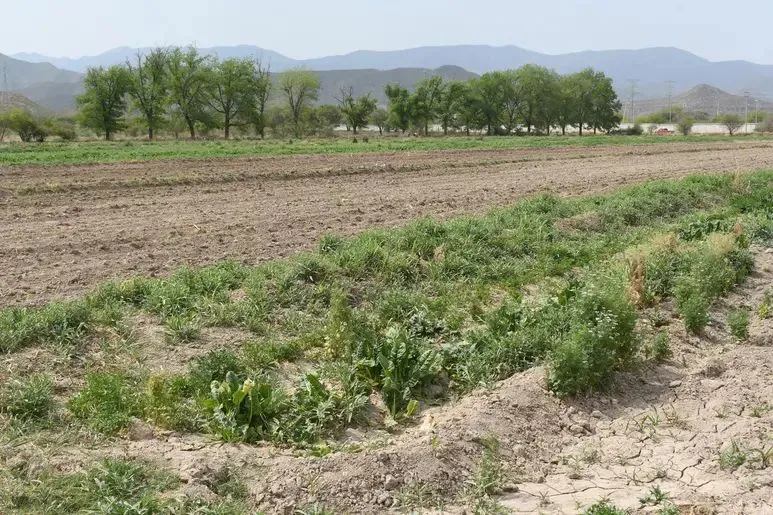 Conagua concluye entrega de agua para miniciclo agrícola primavera-verano 2025 en la Comarca Lagunera
