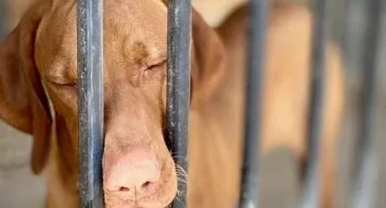 Capturan a pareja de jóvenes por muerte de perro en García; intentaban huir en autobús