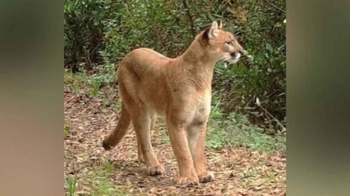 Registran avistamiento de puma en Chipinque y refuerzan llamado a visita responsable