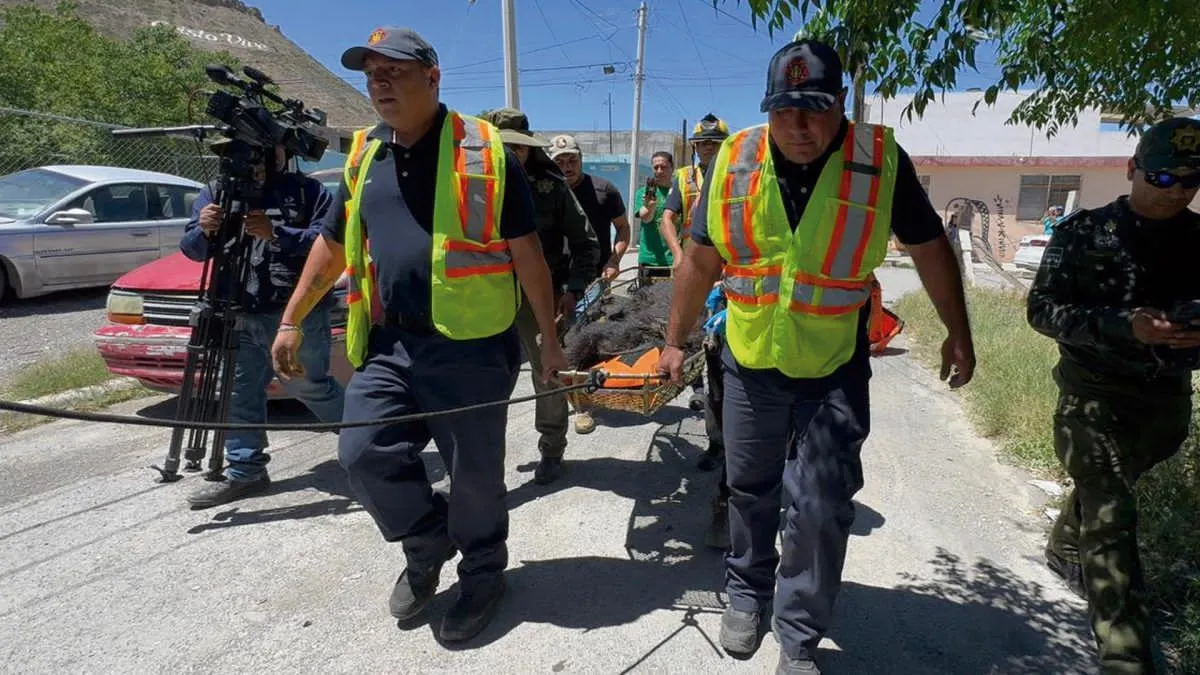 Capturan a oso negro tras intensa movilización en Saltillo