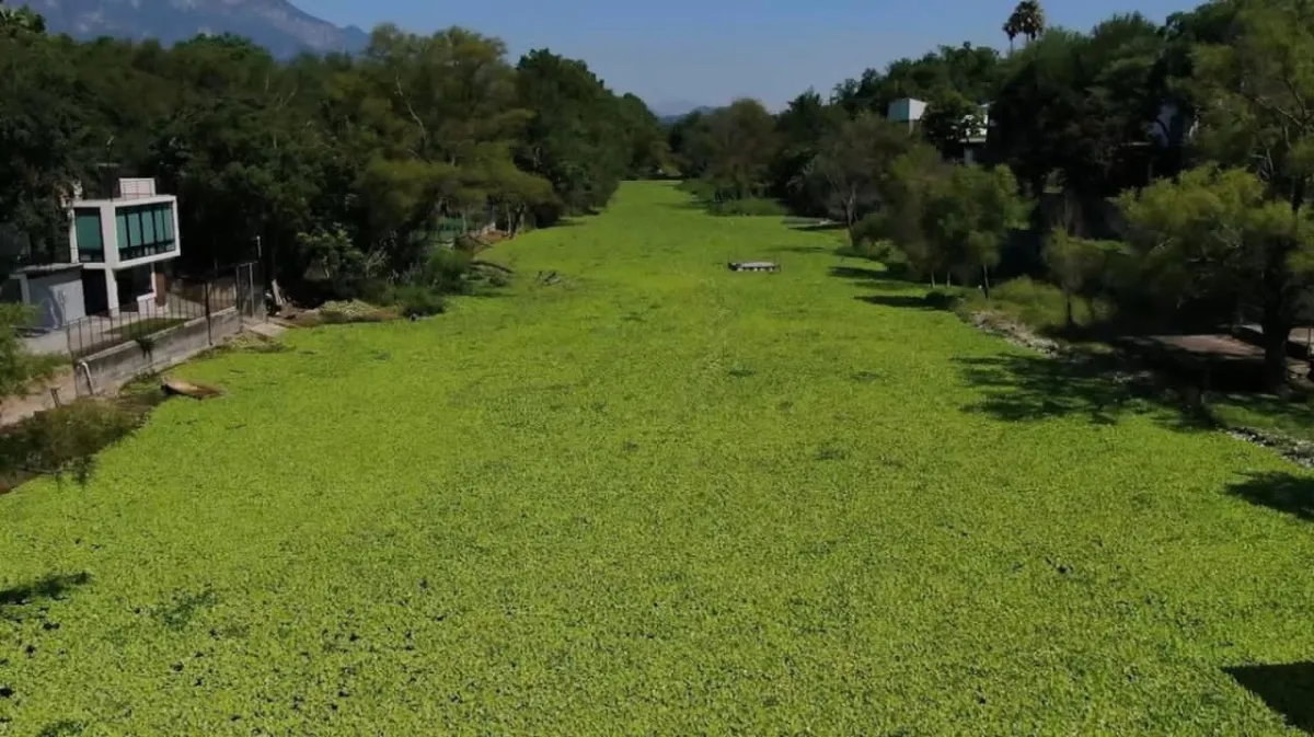 Refuerzan acciones para erradicar lirio acuático en presa La Boca
