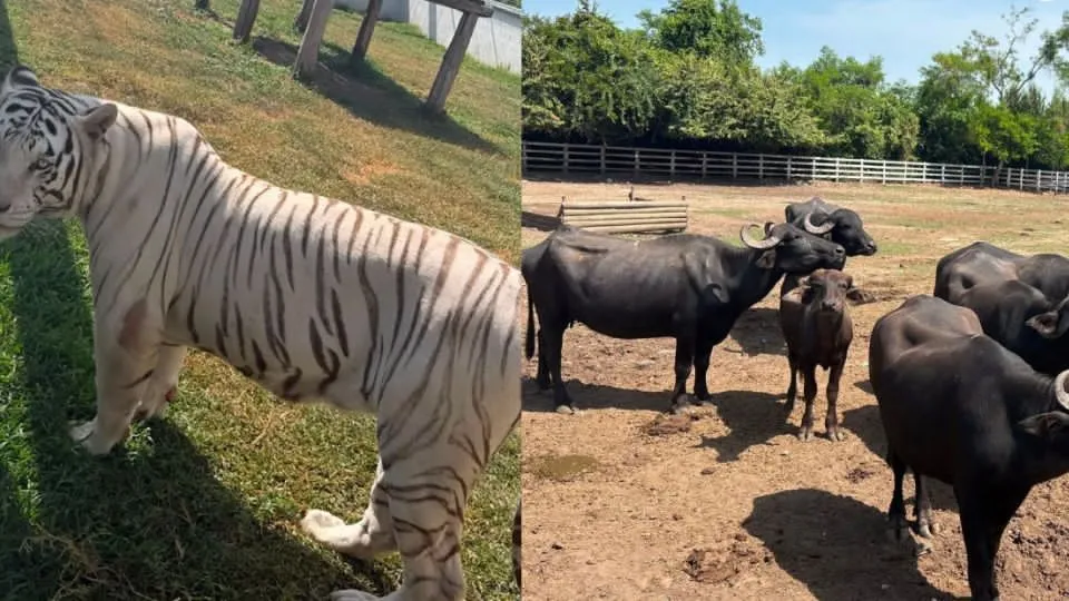 Aseguran 130 animales exóticos en Tamaulipas