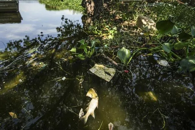 Crisis ambiental en Laguna de Tres Palos: muerte masiva de peces en Acapulco