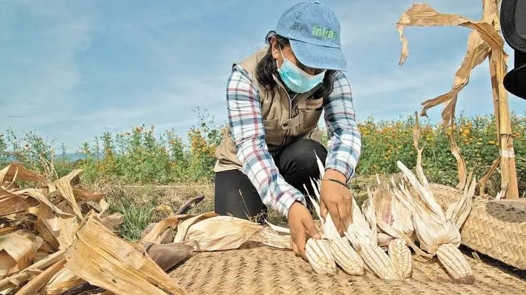 Productores de maíz advierten con escalar protestas si el gobierno no atiende la crisis del campo